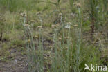 Bleekgele droogbloem (Gnaphalium luteo-album)