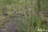 Bleekgele droogbloem (Gnaphalium luteo-album)