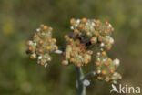 Bleekgele droogbloem (Gnaphalium luteo-album)