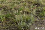 Bleekgele droogbloem (Gnaphalium luteo-album)