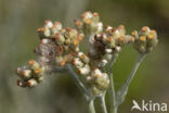 Bleekgele droogbloem (Gnaphalium luteo-album)