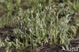 Marsh Cudweed (Gnaphalium uliginosum)