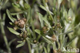 Marsh Cudweed (Gnaphalium uliginosum)