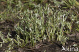 Marsh Cudweed (Gnaphalium uliginosum)