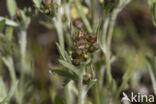 Marsh Cudweed (Gnaphalium uliginosum)