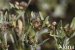 Marsh Cudweed (Gnaphalium uliginosum)