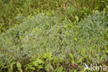 Marsh Cudweed (Gnaphalium uliginosum)