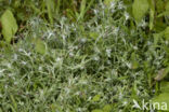 Marsh Cudweed (Gnaphalium uliginosum)