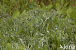 Marsh Cudweed (Gnaphalium uliginosum)