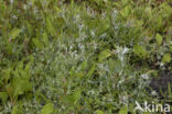 Marsh Cudweed (Gnaphalium uliginosum)