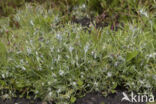 Marsh Cudweed (Gnaphalium uliginosum)