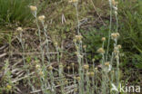 Bleekgele droogbloem (Gnaphalium luteo-album)