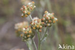 Bleekgele droogbloem (Gnaphalium luteo-album)