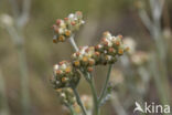 Bleekgele droogbloem (Gnaphalium luteo-album)