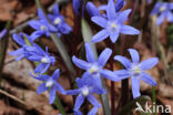 Kleine sneeuwroem (Scilla sardensis)