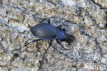 blauwzwarte schallebijter (carabus problematicus)