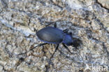 blauwzwarte schallebijter (carabus problematicus)