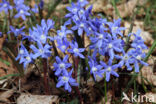 Kleine sneeuwroem (Scilla sardensis)