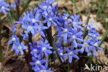 Kleine sneeuwroem (Scilla sardensis)