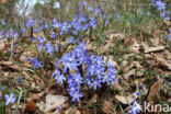 Kleine sneeuwroem (Scilla sardensis)