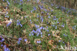 Kleine sneeuwroem (Scilla sardensis)