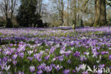 Dutch Crocus