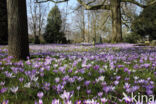 Bonte krokus (Crocus vernus)