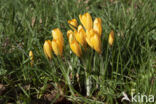 Yellow Crocus (Crocus ancyrensis)