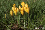 Yellow Crocus (Crocus ancyrensis)