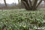 Lenteklokje (Leucojum vernum)