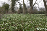 Lenteklokje (Leucojum vernum)