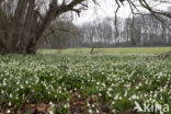 Lenteklokje (Leucojum vernum)