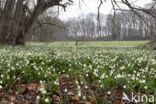 Lenteklokje (Leucojum vernum)