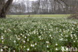 Lenteklokje (Leucojum vernum)