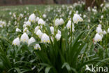 Lenteklokje (Leucojum vernum)