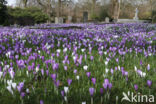 Bonte krokus (Crocus vernus)