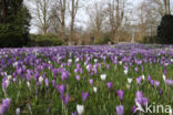 Dutch Crocus