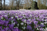 Bonte krokus (Crocus vernus)