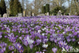 Bonte krokus (Crocus vernus)