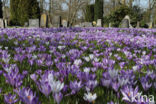 Bonte krokus (Crocus vernus)