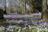 Bonte krokus (Crocus vernus)