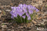 Boerenkrokus (Crocus tommasinianus)