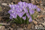 Boerenkrokus (Crocus tommasinianus)