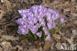 Boerenkrokus (Crocus tommasinianus)