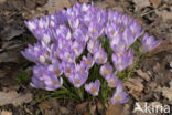 Boerenkrokus (Crocus tommasinianus)