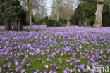 Bonte krokus (Crocus vernus)