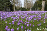 Dutch Crocus