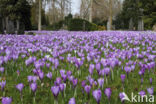 Bonte krokus (Crocus vernus)