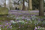 Bonte krokus (Crocus vernus)