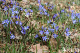 Kleine sneeuwroem (Scilla sardensis)